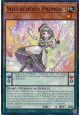 Solfachord Primoa - DOOD-EN021 - Common Solfachord Primoa - DOOD-EN021 - Common